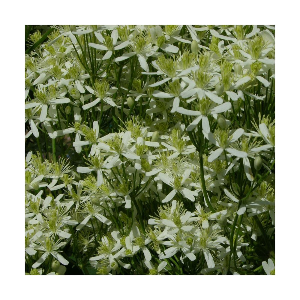 Clématite flammula/clematis flammula[-]pot de 1,5l - tuteur bambou 30/60 cm