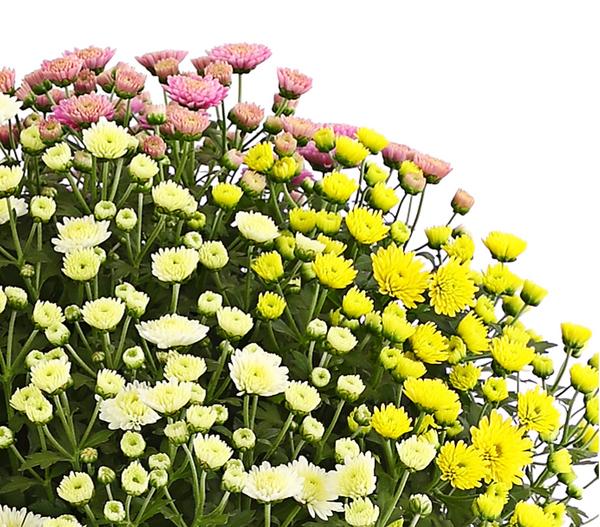 Herbst Chrysanthemen-Trio