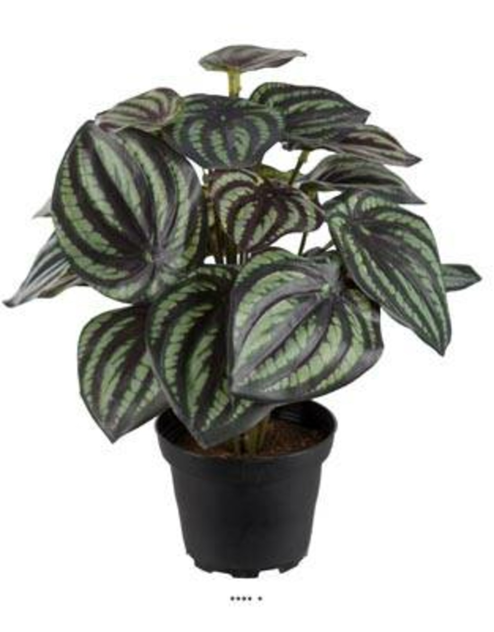 Peperomia fausse plante en pot lesté h25cmd20cm top qualité blanc-vert - choisis