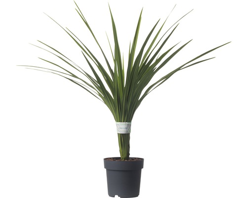 Cordyline australis 'Peko' FloraSelf 17cm pot