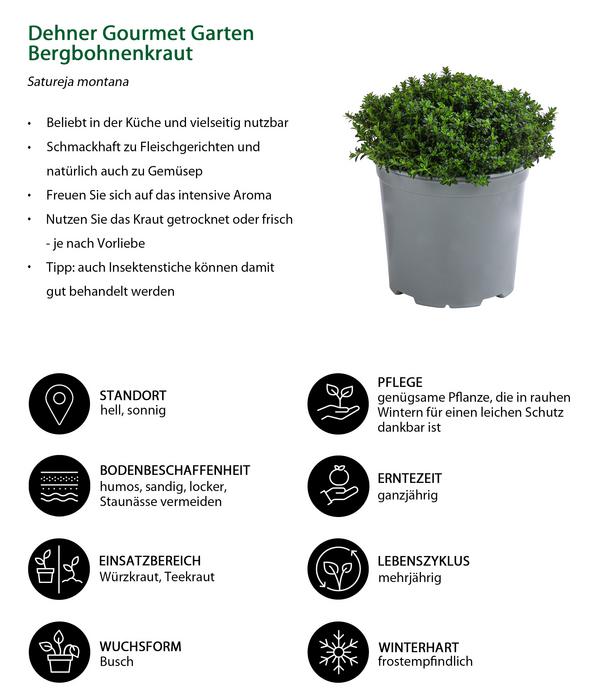 Dehner Gourmet Garten Bergbohnenkraut