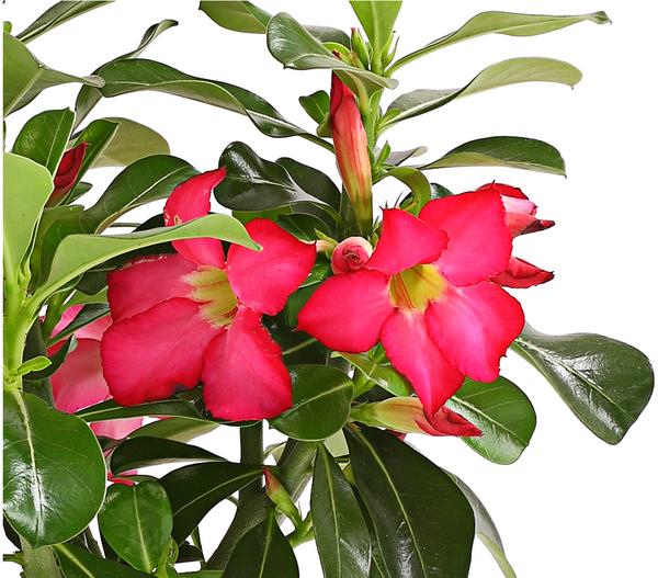Wüstenrose
