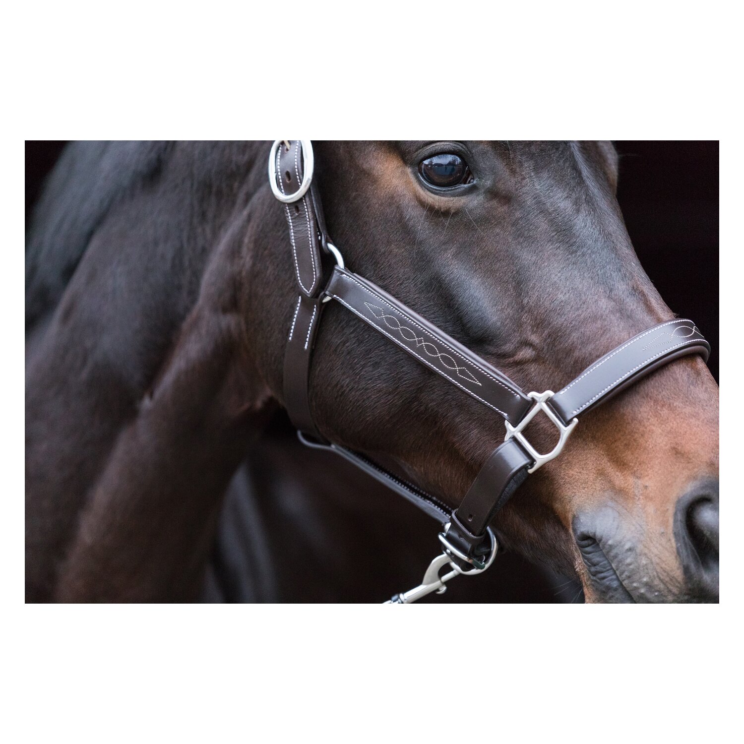 EQUINE MICROTEC Lederhalfter - brown - Pony