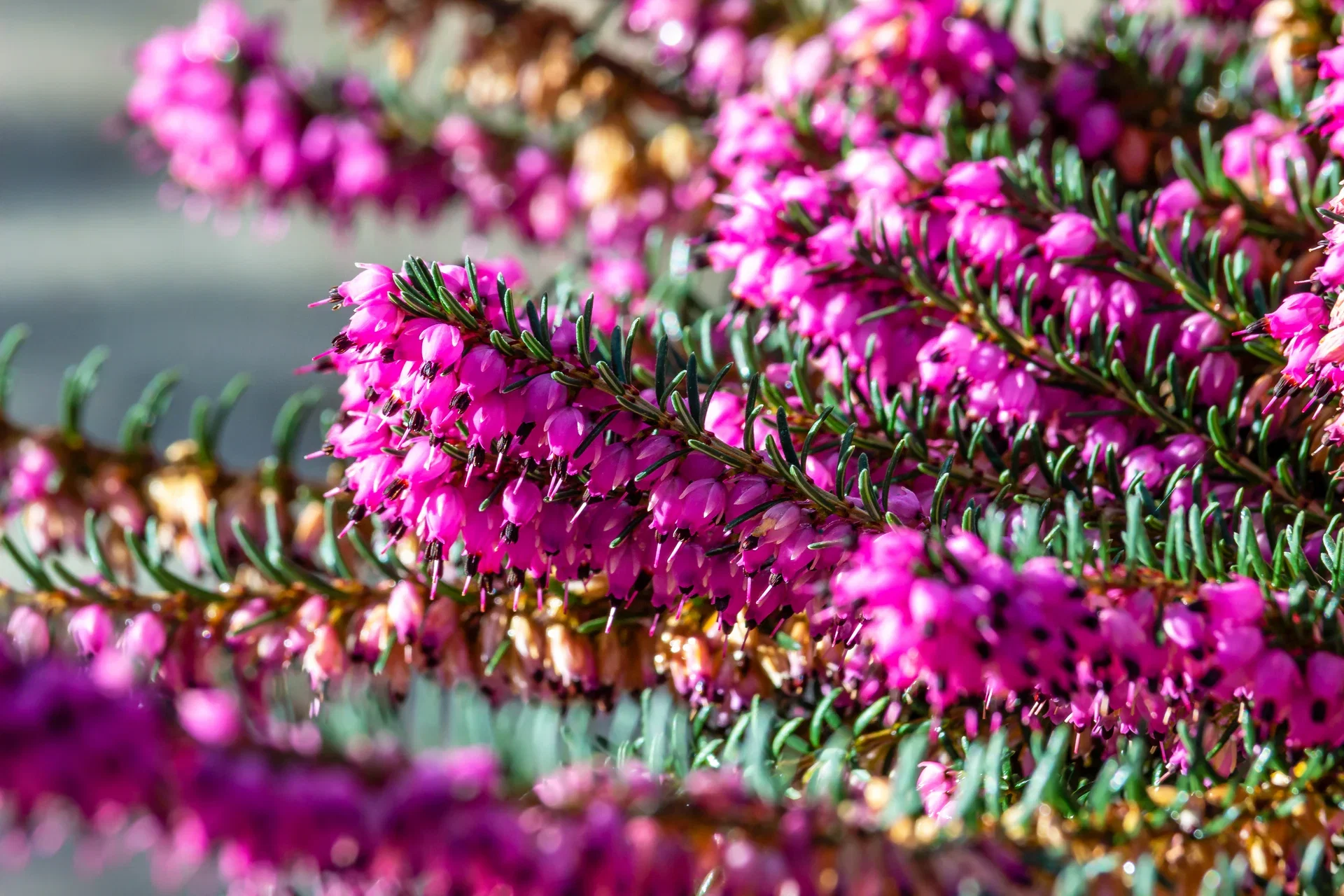 Erica darleyensis Vårlyng 'Darley' Ø13 cm