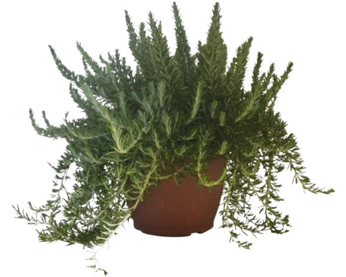 Hangende rozemarijn FloraSelf Rosmarinus prostratus Ø 25 cm pot
