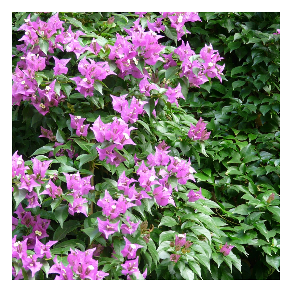 Bougainvillier sanderiana/bougainvillea specto-glabra 'sanderiana'[-]pot de 3l - 60/120 cm