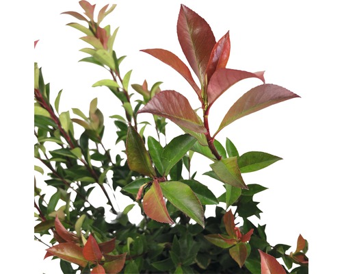 36 x Photinia fraseri 'Robusta Compacta' FloraSelf, H 50-70 cm, Co 5 L, voor ca. 12 m haag
