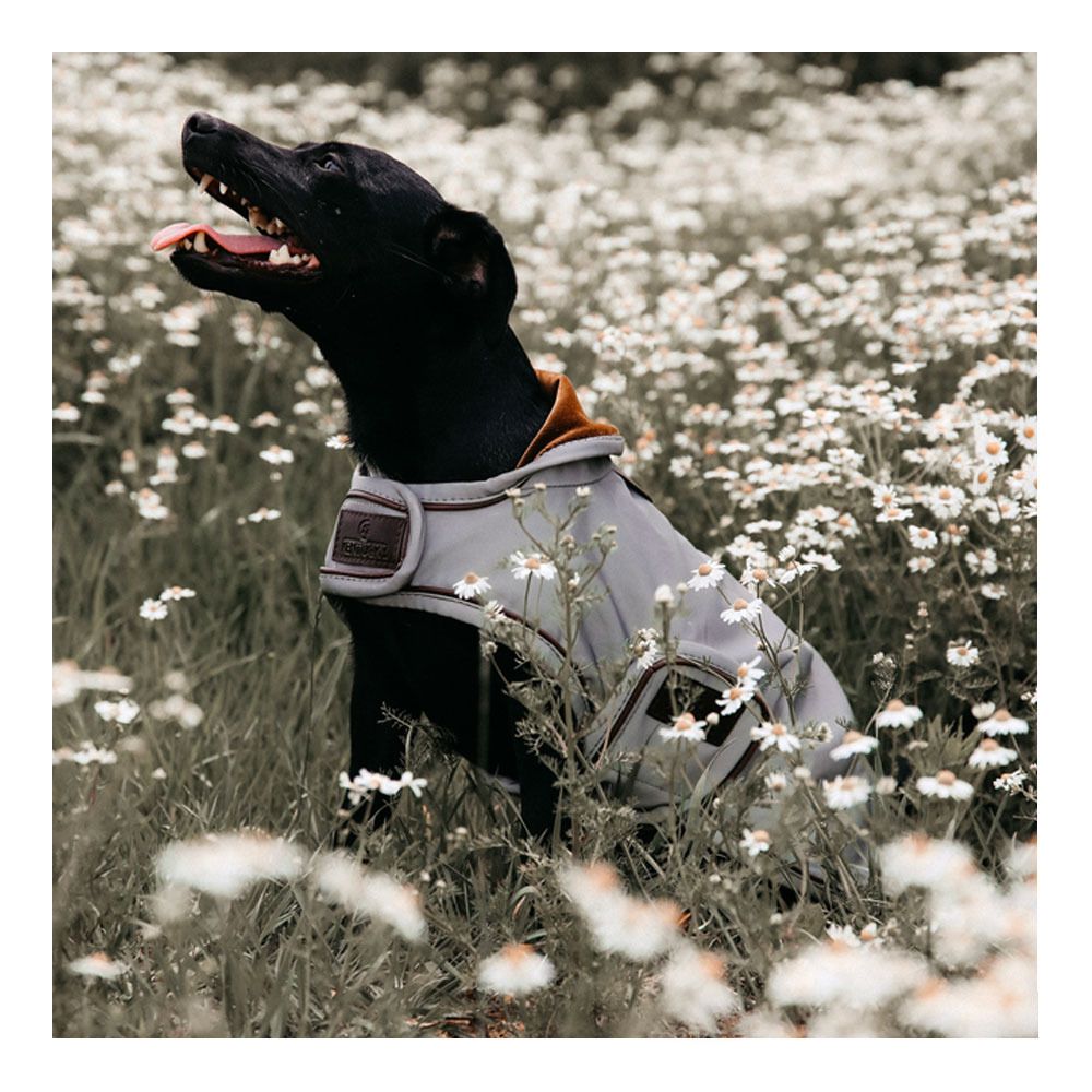 Kentucky REFLECTIVE & WATER REPELLENT - Chemise imperméable pour chien repellent silver