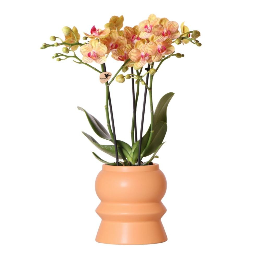 Plante d'intérieur - orchidée phalaenopsis orange et son cache-pot pêche 35cm