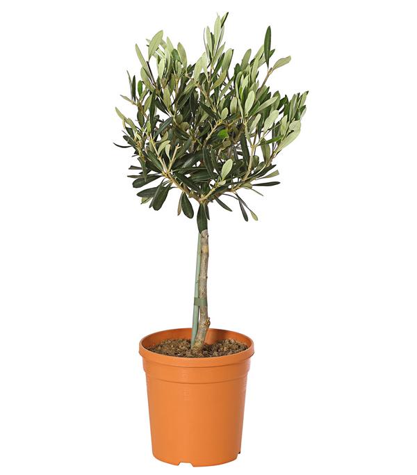 Olive, Stämmchen