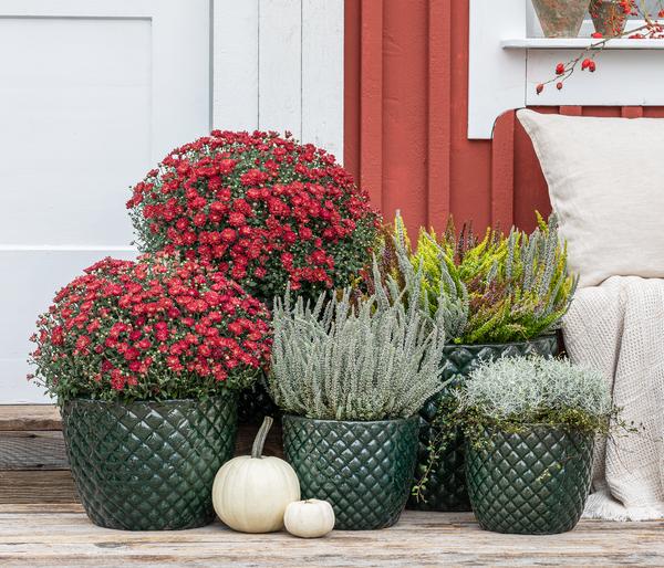Herbst-Chrysantheme