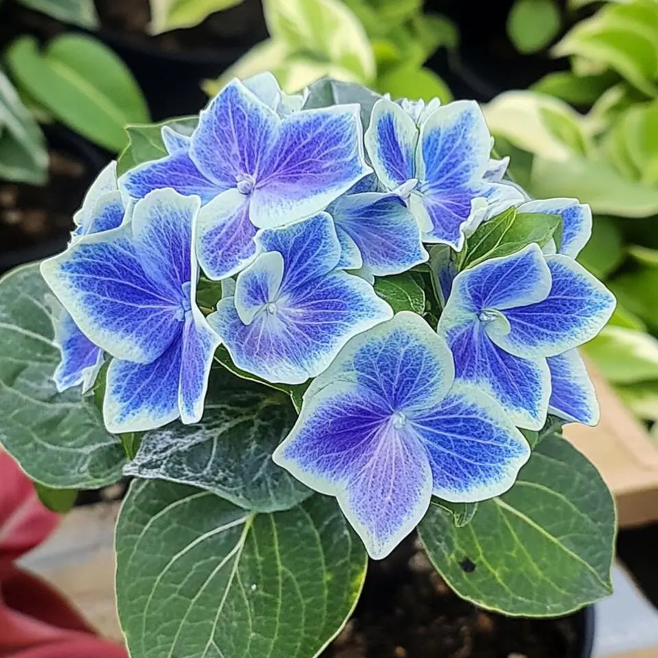 Hortensia - Set van 3 - Hydrangea macrophylla 'Bavaria' - Hoogte 25-40cm - ⌀9cm