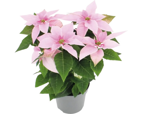 Poinsettia FloraSelf Euphorbia pulcherima 'Princettia' H 30-35 cm Ø 12 cm pot roze