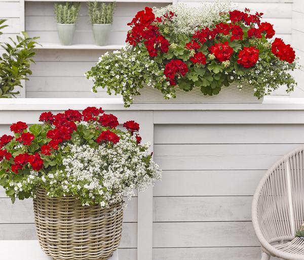 Bodendeckergeranie 'Rubin'
