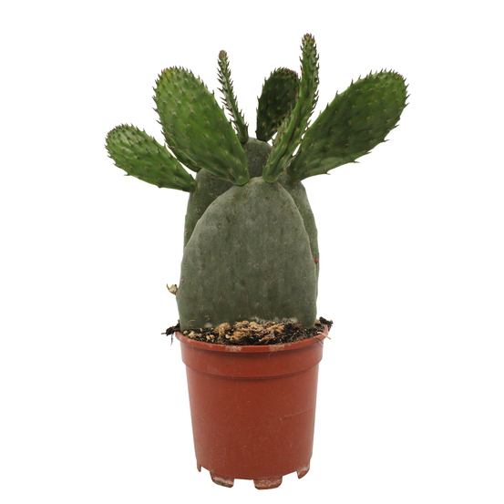 Opuntia ficus indica - pot D17cm
