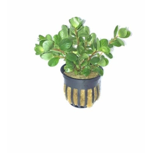 Rotala Ceylon, planta para aquários.