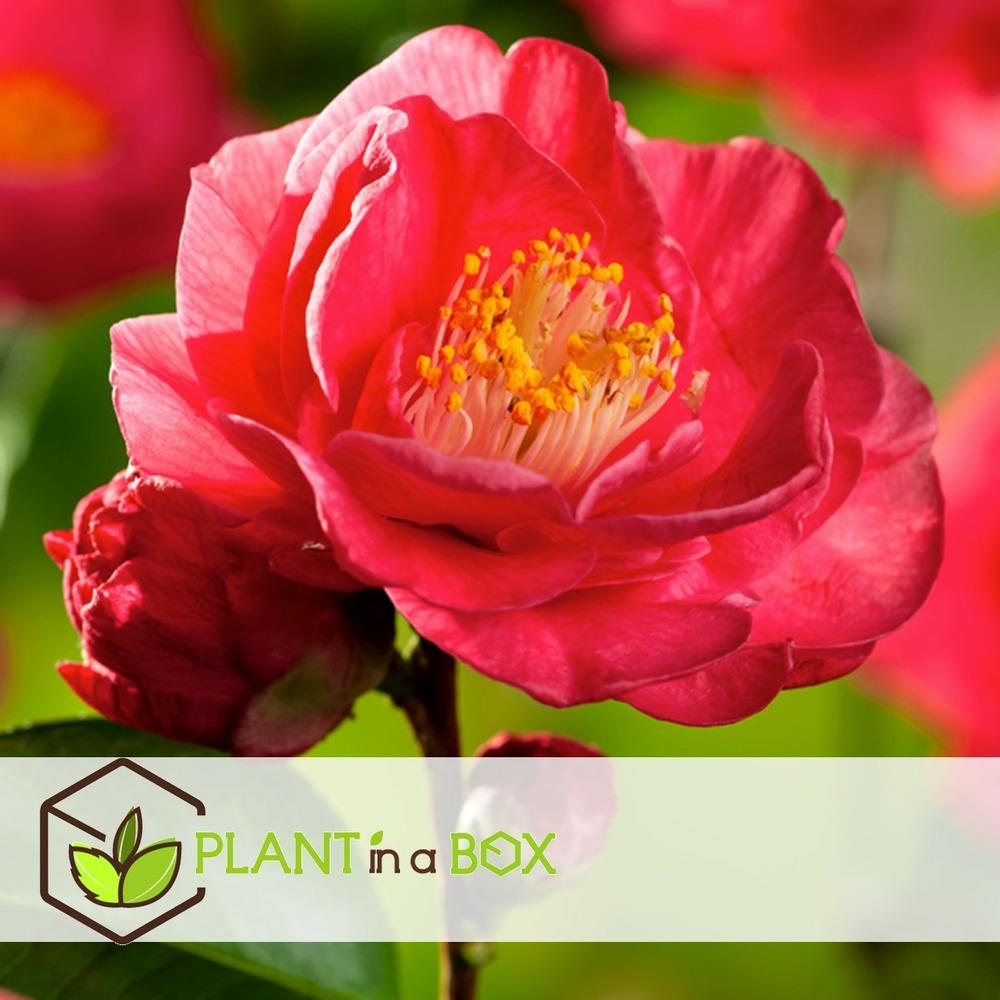 Camellia japonica 'dr. King' - set de 2 - rose - pot 15cm - hauteur 50-60cm