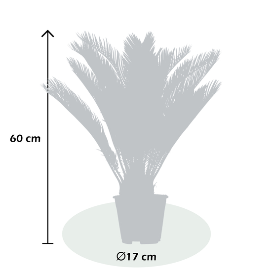 Palmier, Cycas Revoluta - pot D17cm