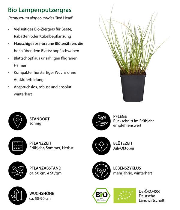 Bio Stauden-Set Großes Gräser-Beet,