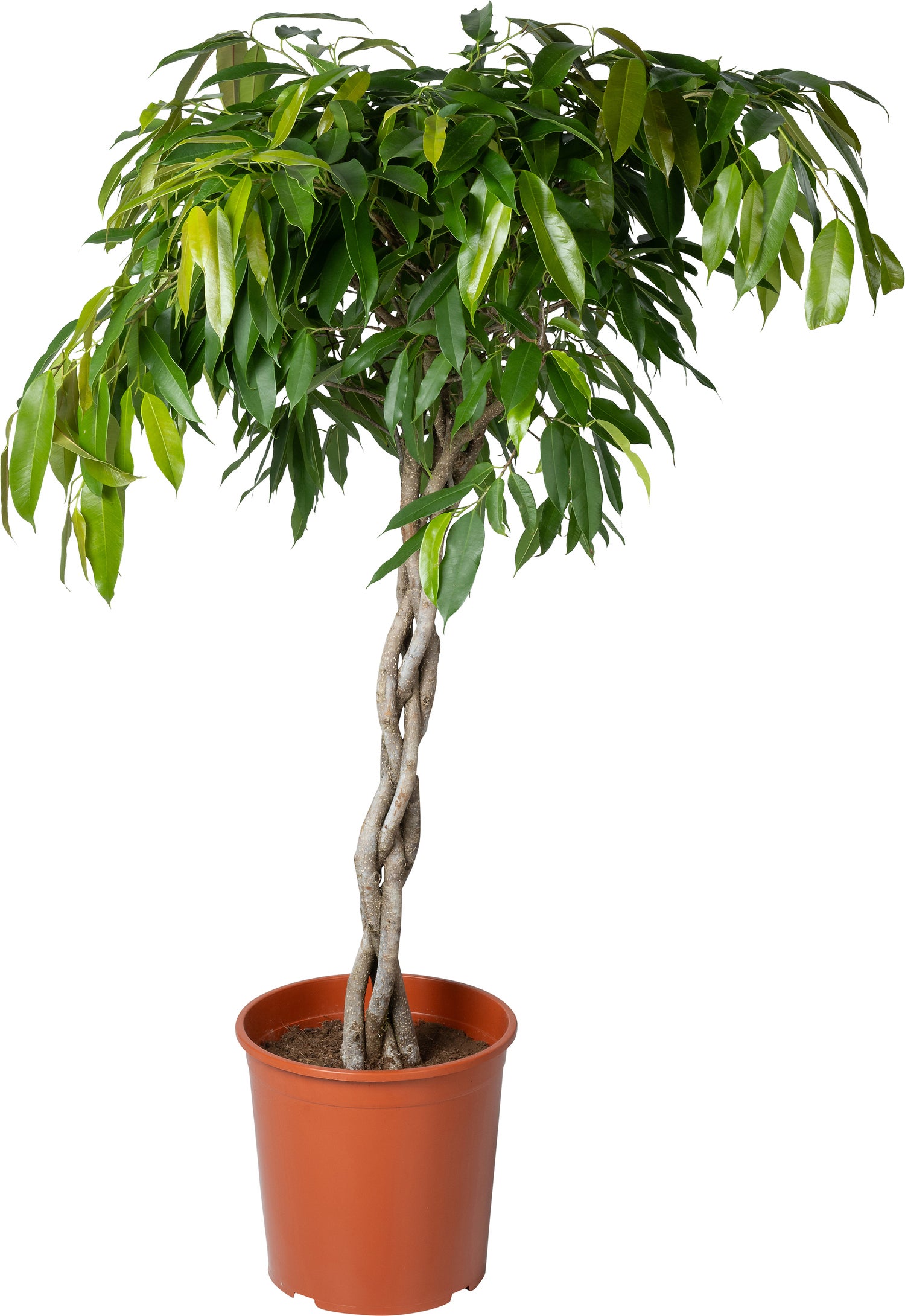Rubberboom (Ficus binnendijkii 'Amstel King') D 30 H 140 cm