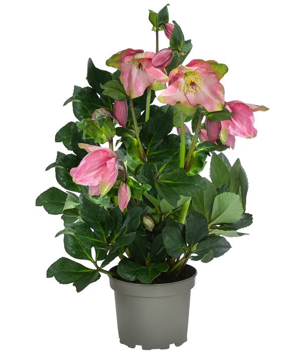 Christrose 'HGC® Winter Ballet® Katie'
