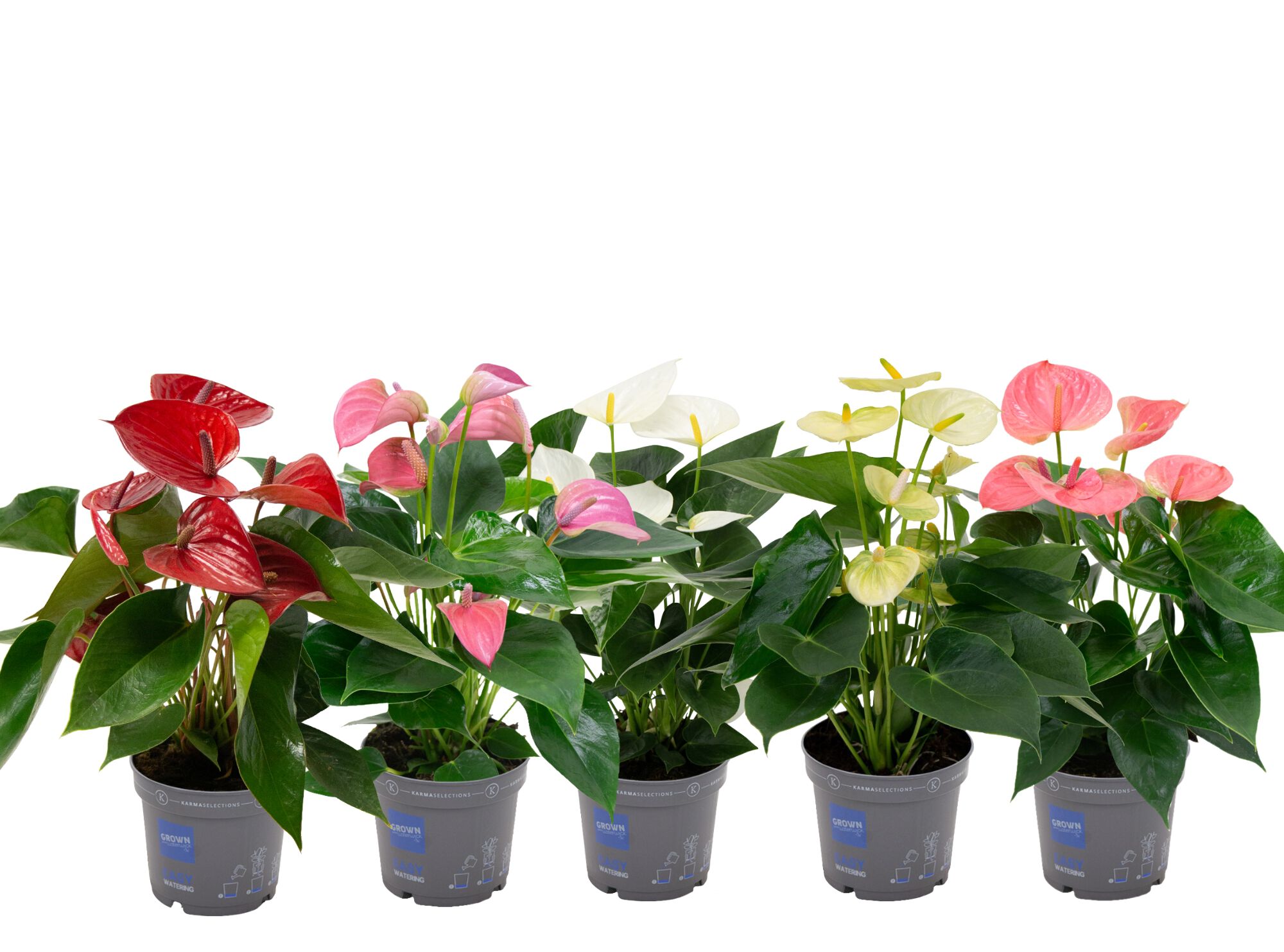 Anthurium Karma (flamingoplant) - Kamerplant - 12 cm