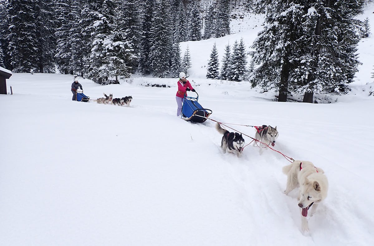 Exklusiv Husky Schlittenfahrt für Zwei im Kanton St. Gallen als romantische Geschenkidee!