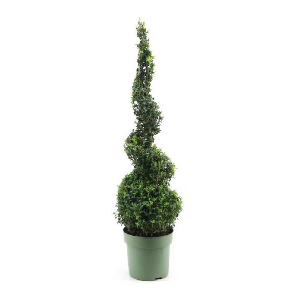 BUXUS SPEMP. SPIRAL 23CM