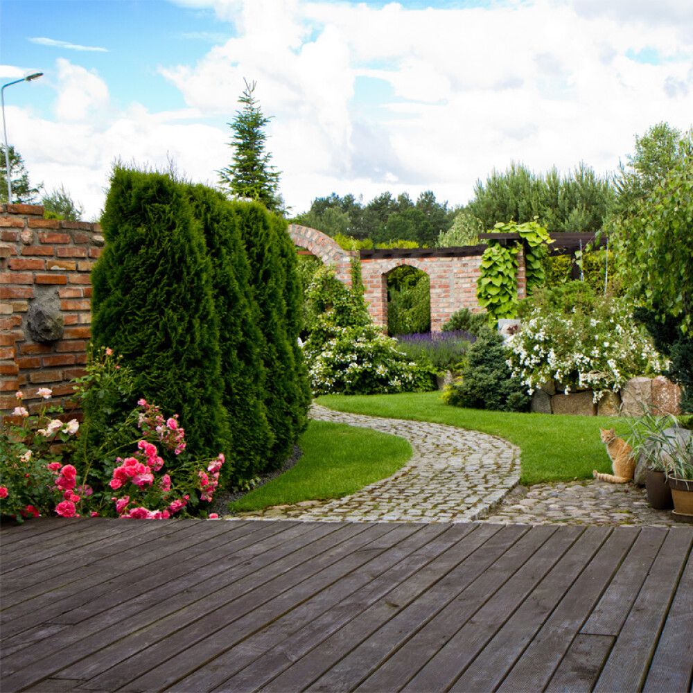 THUJA BRABANT 140-160CM POTTE