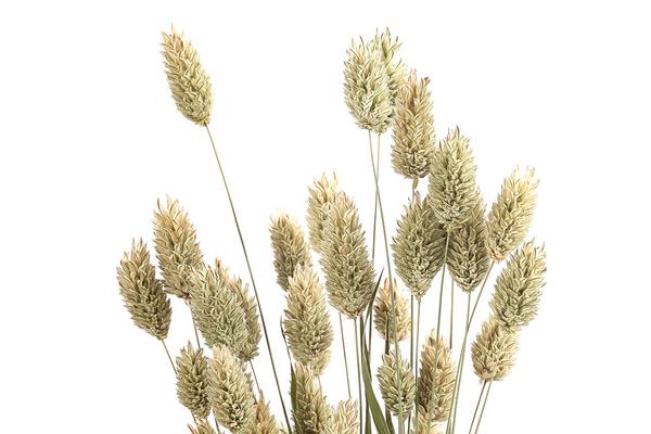 Trockenblumenbund Glanzgras, natur