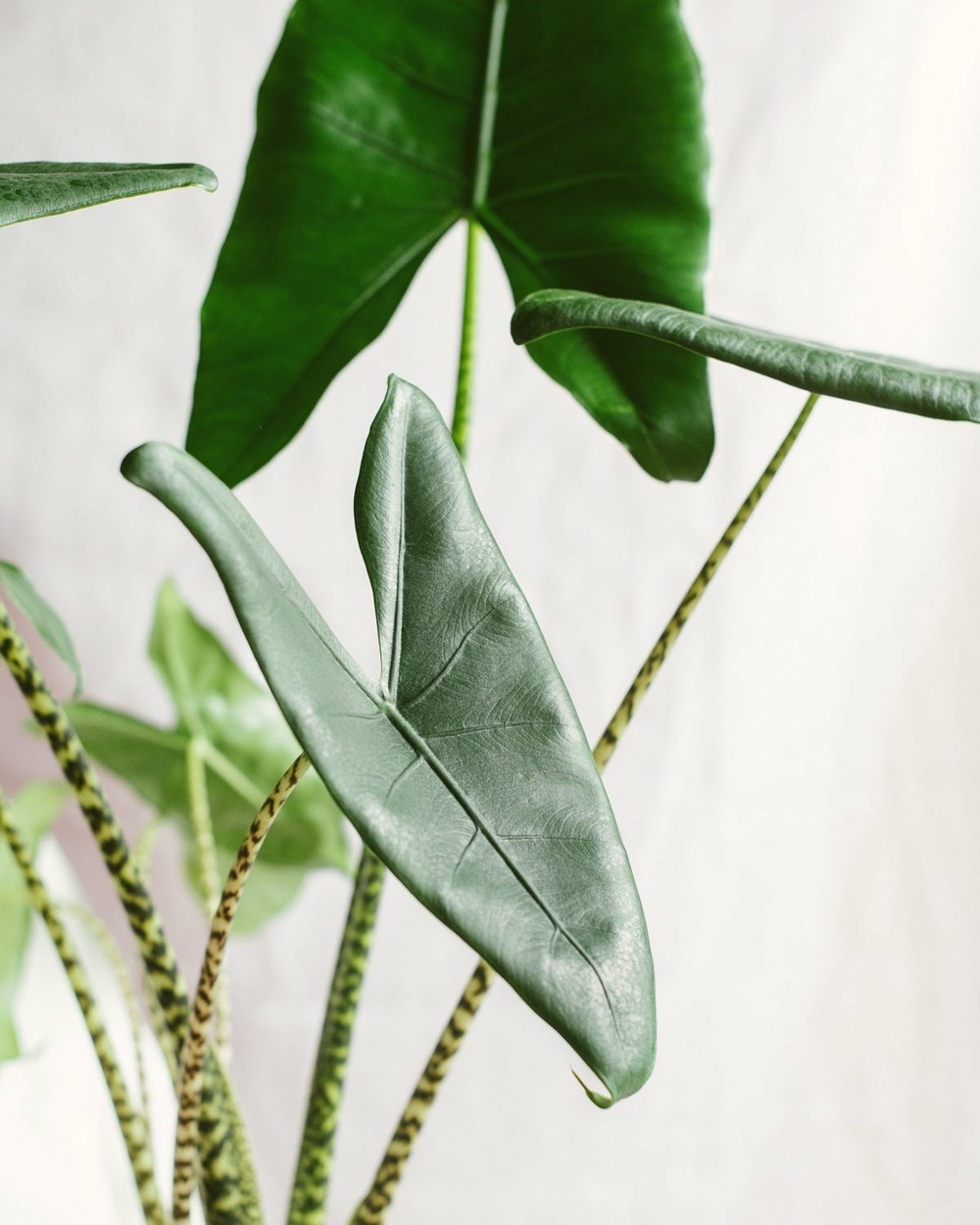 Plante d'intérieur - alocasia zebrina xl 75.0cm