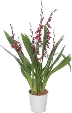Cambria-orchidee (Cambria 'Barocco') D 12 H 50 cm