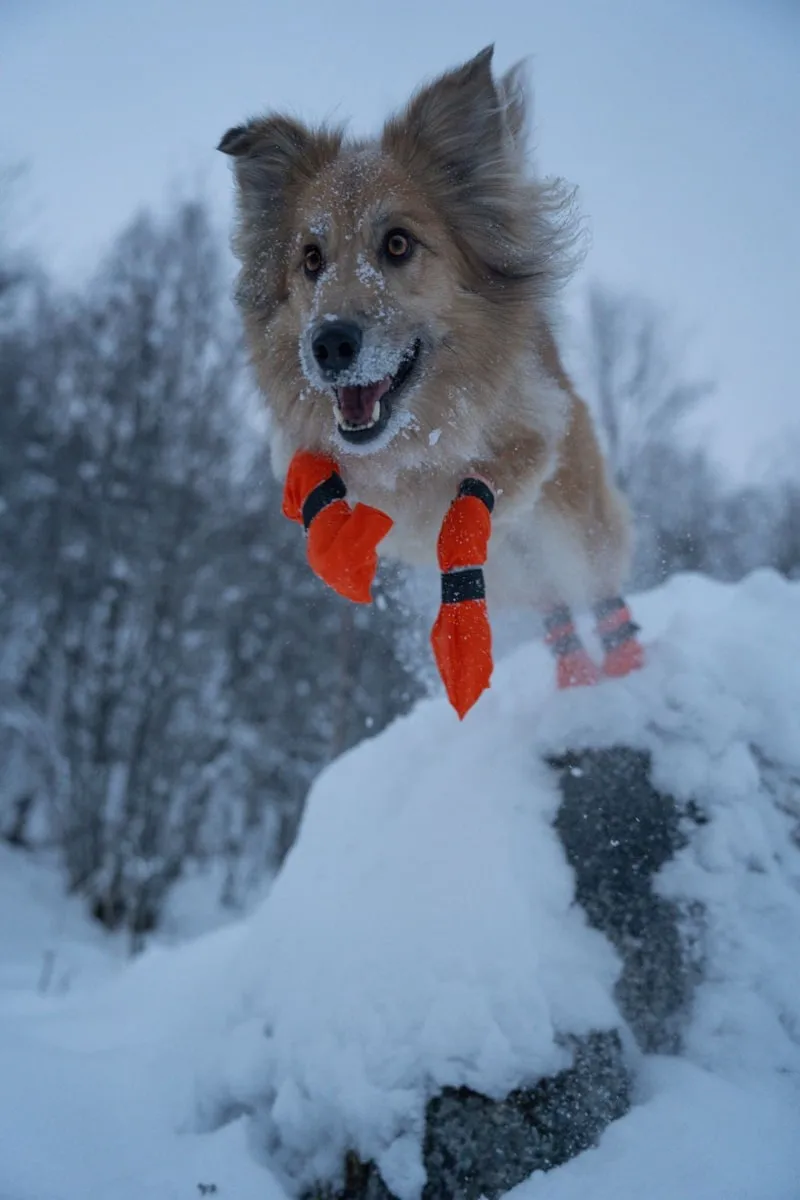 Non-stop Dogwear Contact Bootie High Orange
