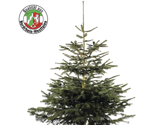 Nordmannspar, Noordrijn-Westfalen, 150-200 cm hoog, gekapte kerstboom uit duurzame en regionale teelt