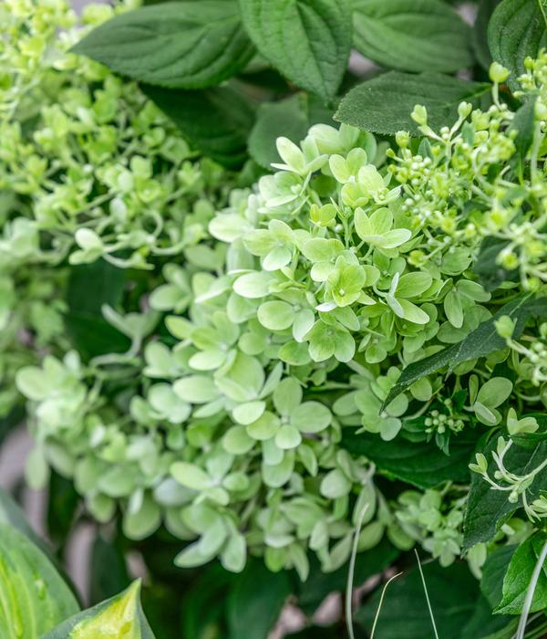 Rispen-Hortensie 'Magical Candle'