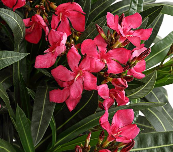 Oleander, Busch, verschiedene Farben