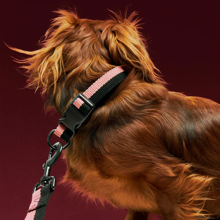 HAY - Dogs Hundehalsband, M/L, blau / schwarz