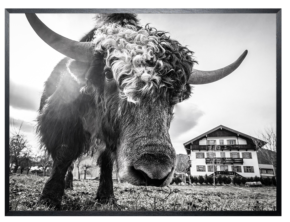 Art Print Koe SHJ770