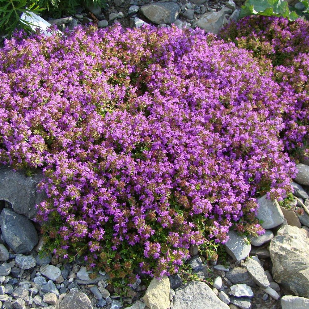 Thym doerfleri bressingham/thymus doerfleri bressingham[-]godet