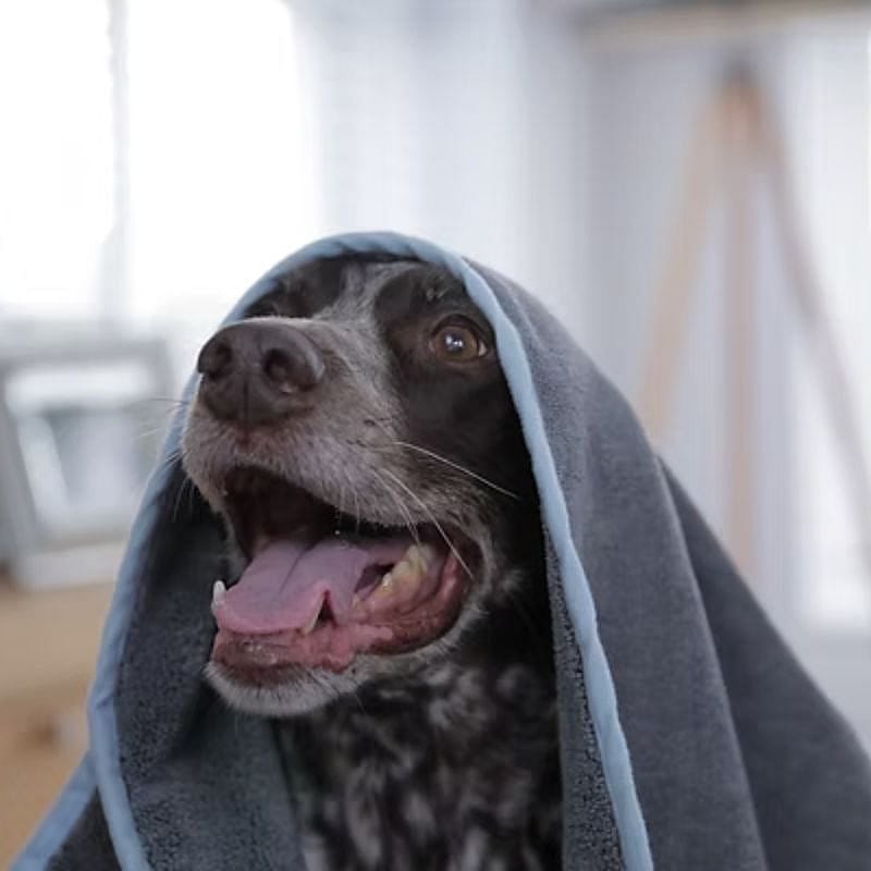 Furrish Microvezel Handdoek met 2 handzakken Hond | 15569