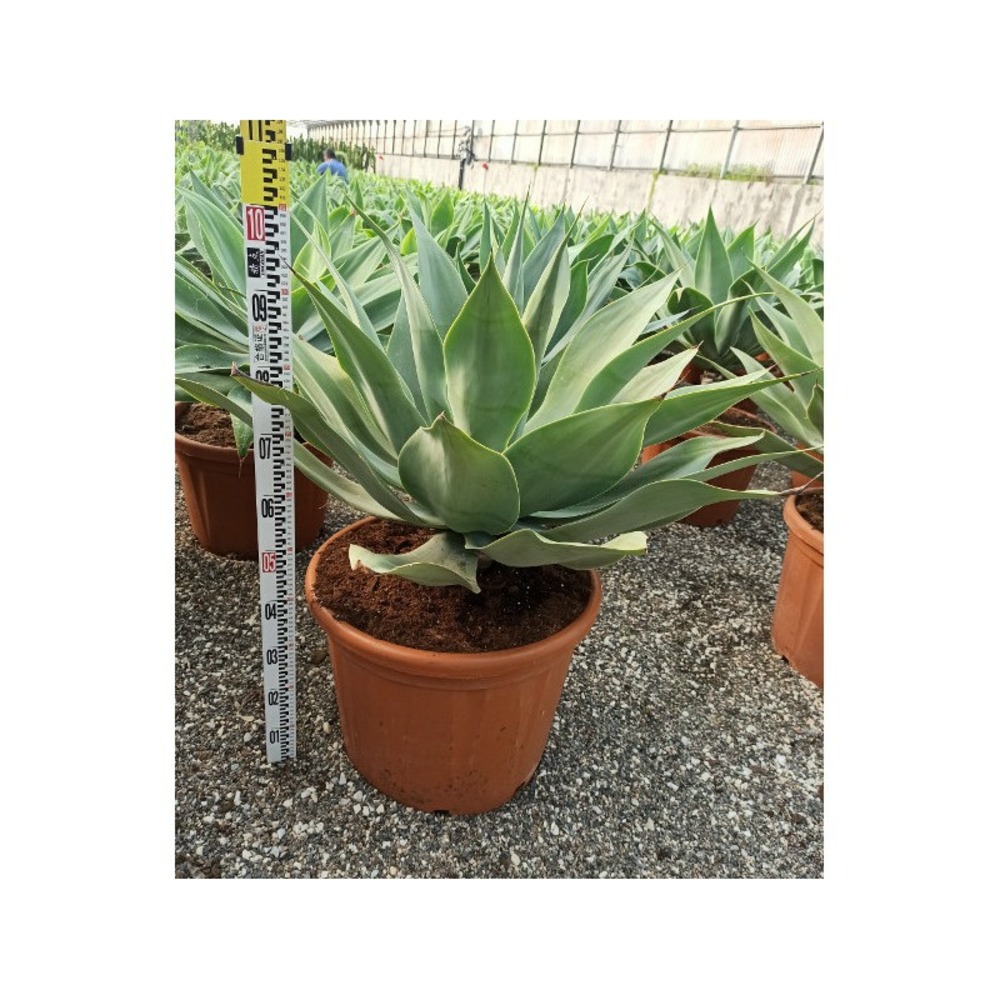 Agave attenuata jaune - taille pot de 6 litres