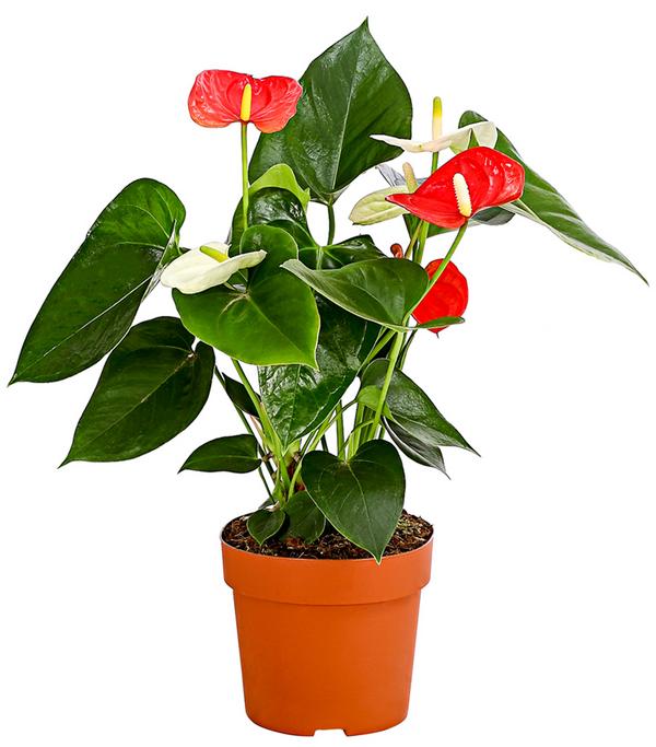 Große Flamingoblume - Anthurium andreanum