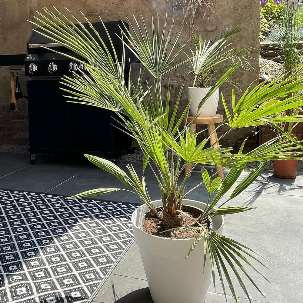 2x washingtonia robusta - palmier mexicain - palmier extérieur - persistant – ⌀14 cm - ↕35-45 cm