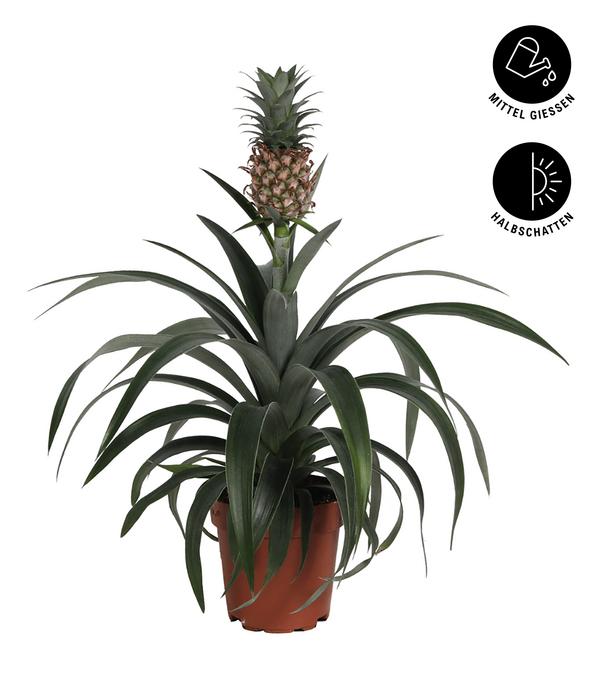 Ananaspflanze - Ananas comosus