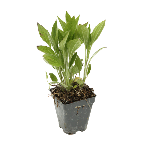 Rudbeckie : godet vert