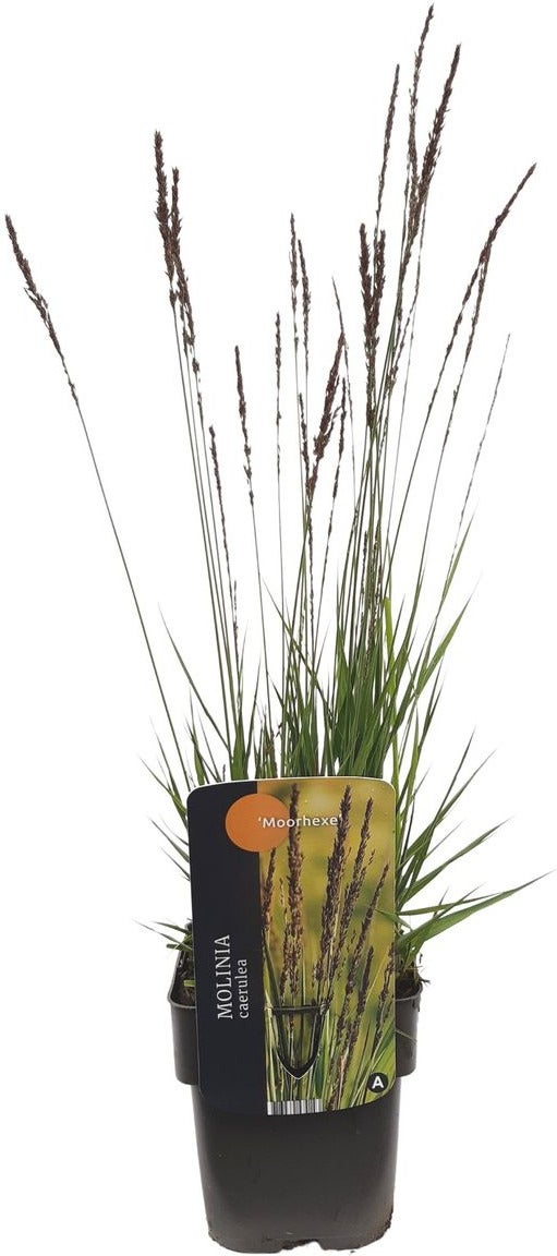 Pijpestrootje (Molinia caerulea 'Moorhexe') D 17 H 10 cm