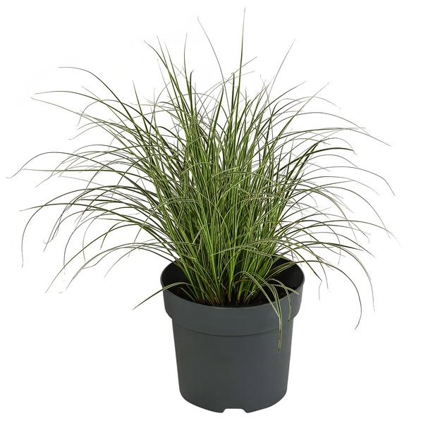 Buntblättrige Segge 'Variegata'