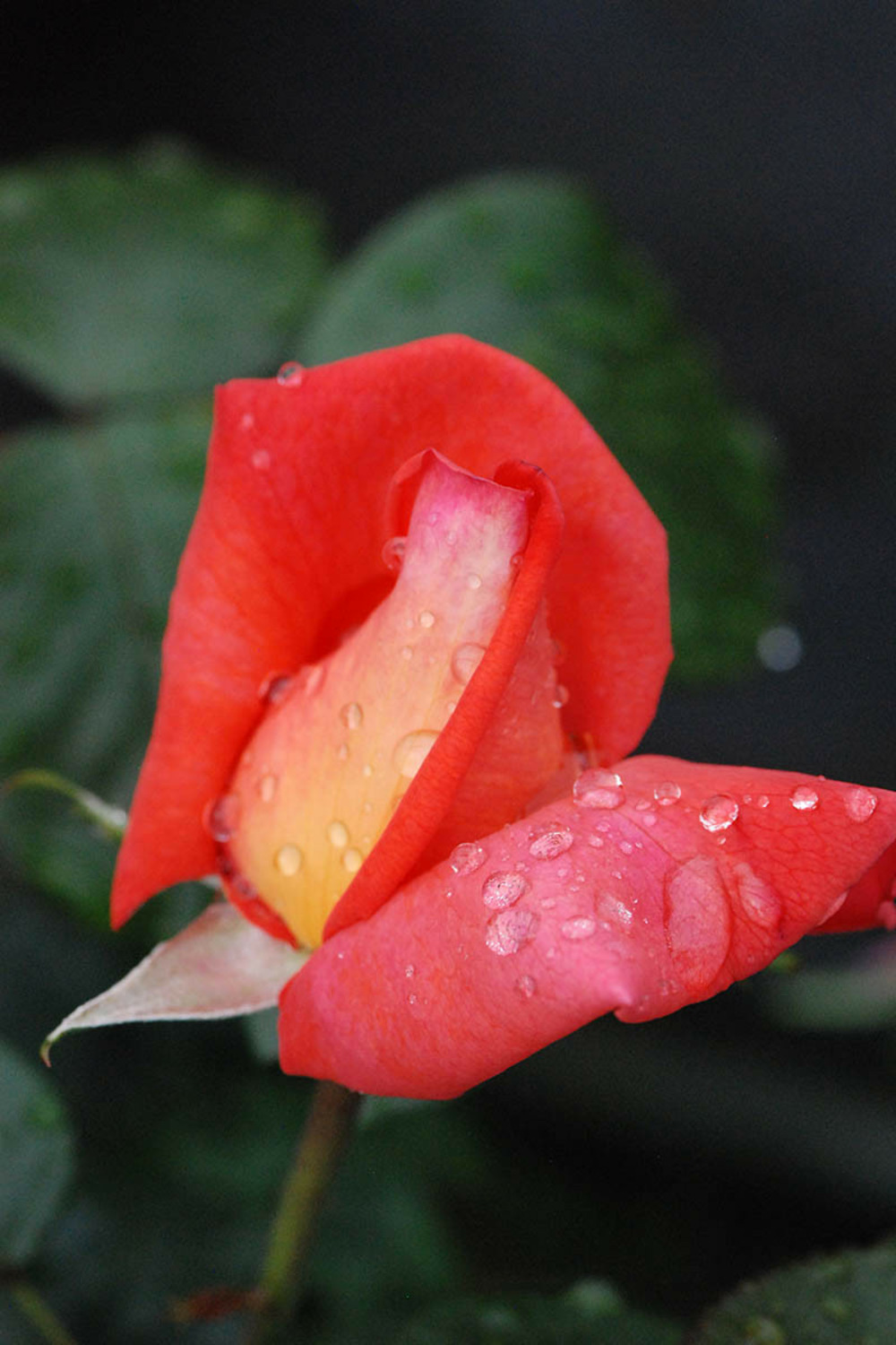 Rosier 'eclat de haute bretagne' ? - 5l