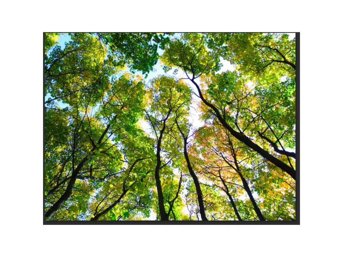 Papier peint regardant les arbres - 350 x 270 cm