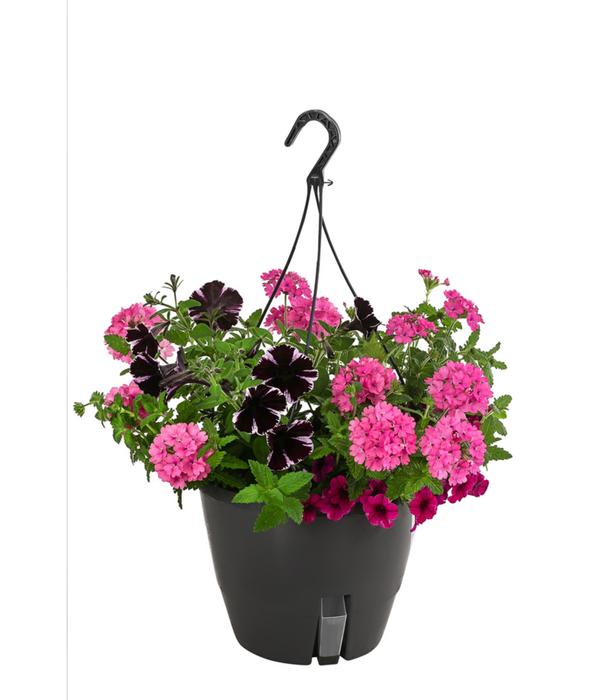 Blumenampel, verschiedene Sorten